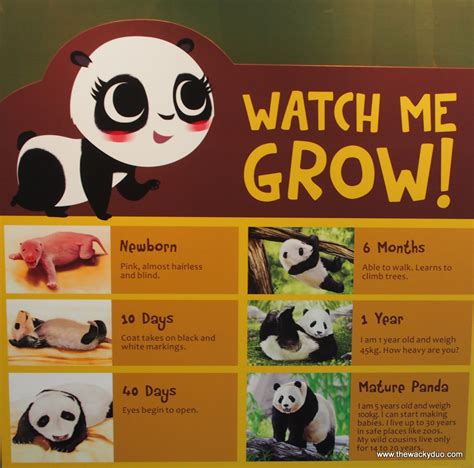 singapore zoo panda tickets